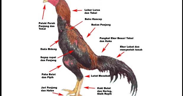 Panduan Menang Sabung Ayam dengan Pengamatan Fisik Ayam